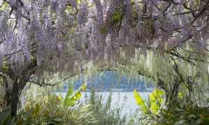 IsolaMadre Scalone dei glicini