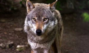 Schermata 2020 11 18 alle 14.28.34