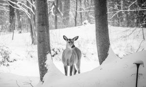 Schermata 2020 12 18 alle 15.08.37