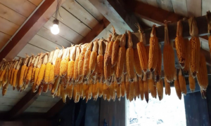 Schermata 2021 02 06 alle 10.03.21