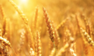 Schermata 2022 03 15 alle 11.32.21