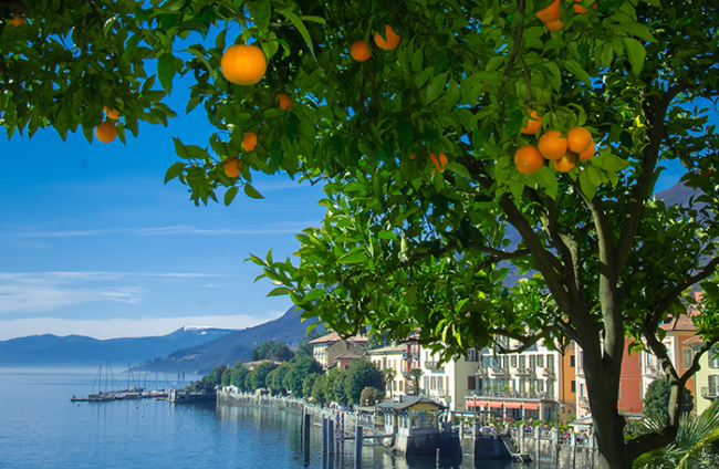 agrumi cannero agrumi panorama 1