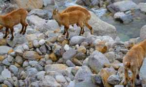 alpe burky stambecchi