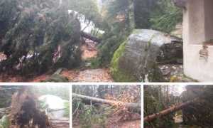 antillone alberi caduti mix