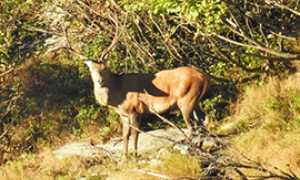 b cervo verde bramito
