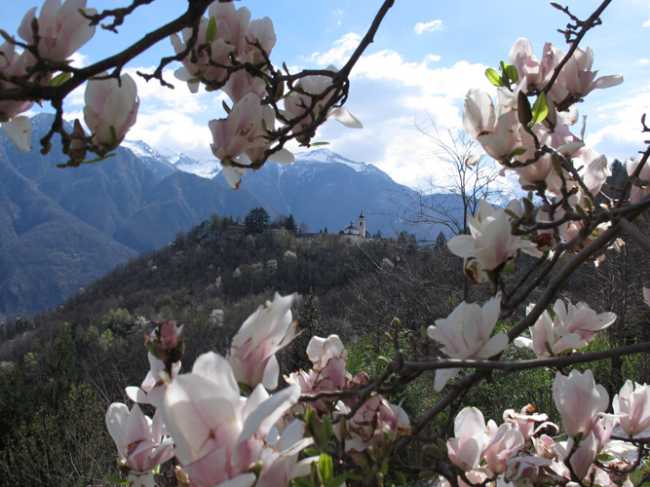calvario primavera pessina