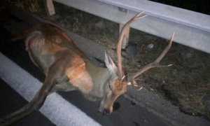 cervo morto notte images articles vco ossola 2020 settembre thumb medium650 0