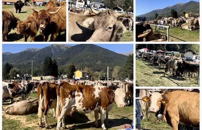 fiera vacche mucche vigezzo bovina