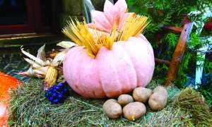 fiori di zucca vigezzo