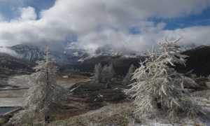 freddo alberi gelo inverno