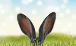 grass g8273acc7f 640