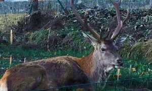 gustavo cervo 16 trasquera