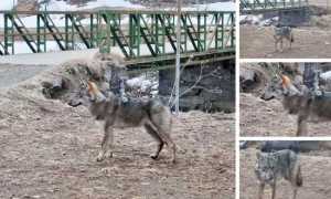 lupo cascata toce images articles vco ossola 2022 marzo thumb medium650 0