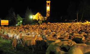 pecore tempo di migrar