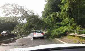 pianta superstrada luglio