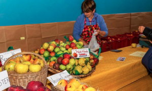 sagra mele miele 16 banco 