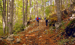 sentiero montagna foglie