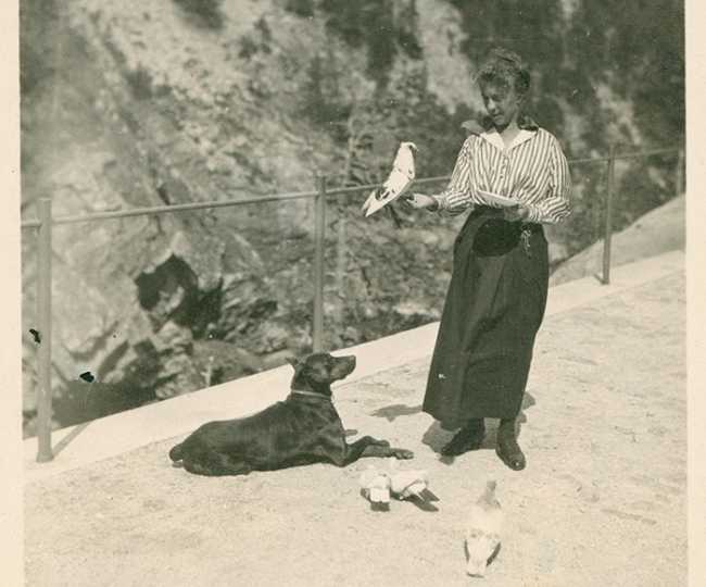 tom libro wallis gondo piccioni cane