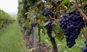 uva nera vigneto