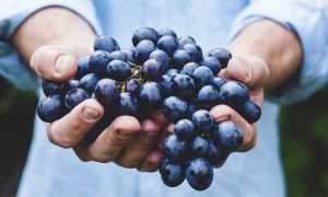 vendemmia mani uva