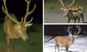 willy cervo formazza