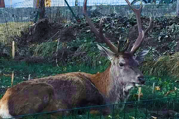 gustavo cervo 16 trasquera
