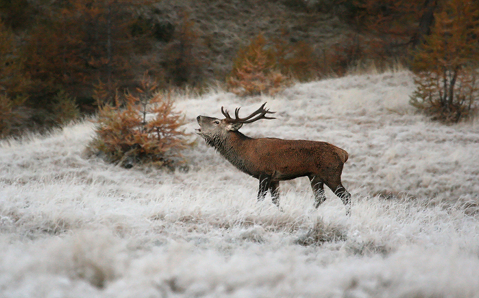 Winter kommt, Rehe Wandern flussabwärts