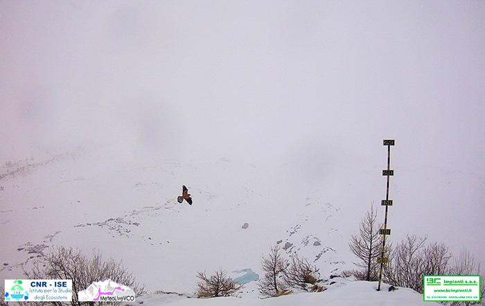 Die Bartgeier verbreiten sich wieder in den Alpen