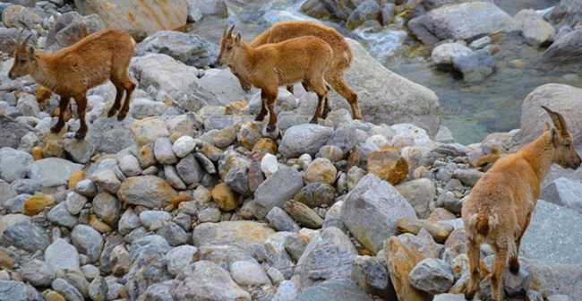 alpe burky stambecchi