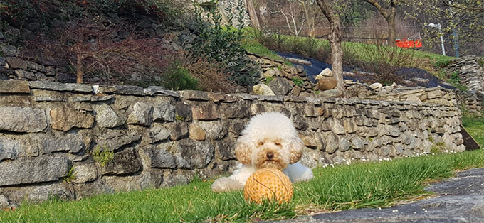 Domodossola: Hundekot auf dem Trottoir kostet bald bis zu 400 Euro