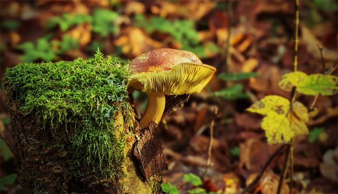 Regen, Hitze und Feuchte: Im Ossola wachsen die Pilze! Sammeln mit Tages- oder Wochenkarte gestattet