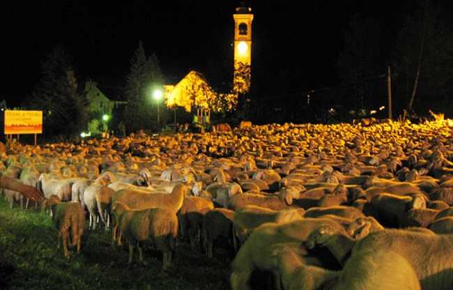 pecore tempo di migrar