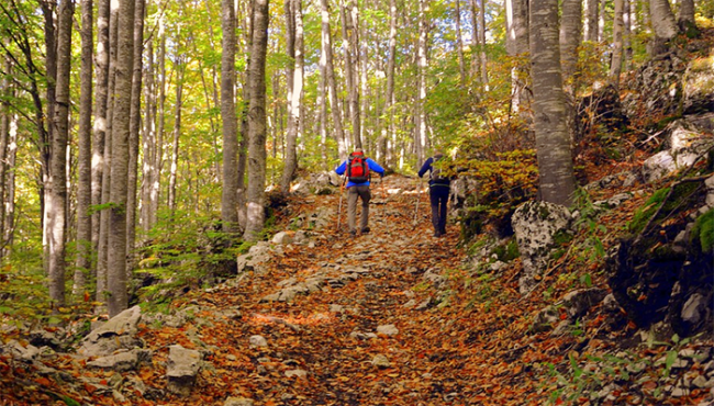 sentiero montagna foglie