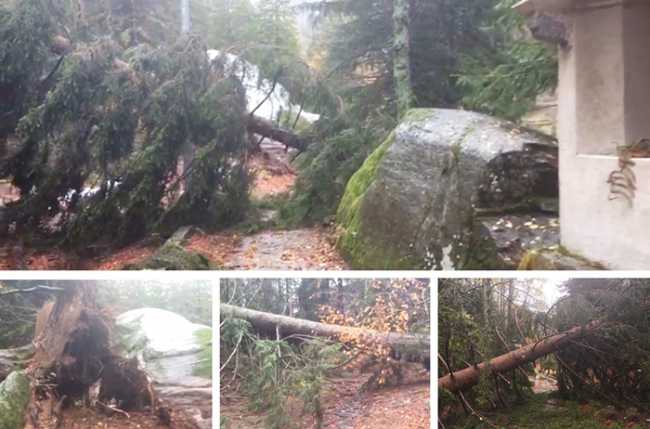 antillone alberi caduti mix