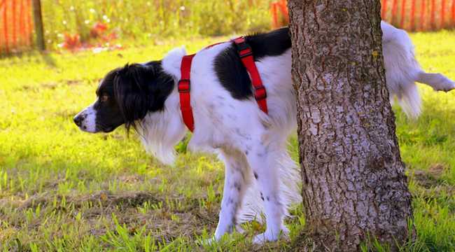 cane pipi albero