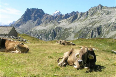 mucca prato arbola 18