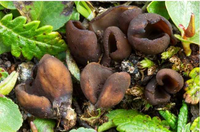 oocidea nuovo fungo devero carboni