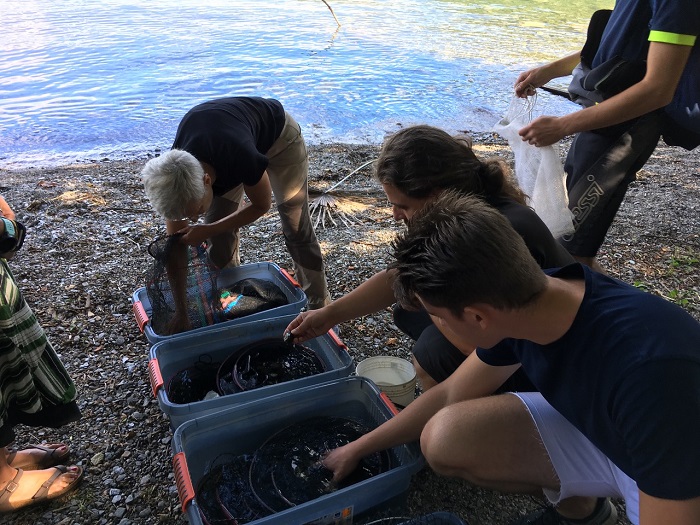 Muscheln im Orta-See ausgesetzt, um die Wasserqualität zu untersuchen