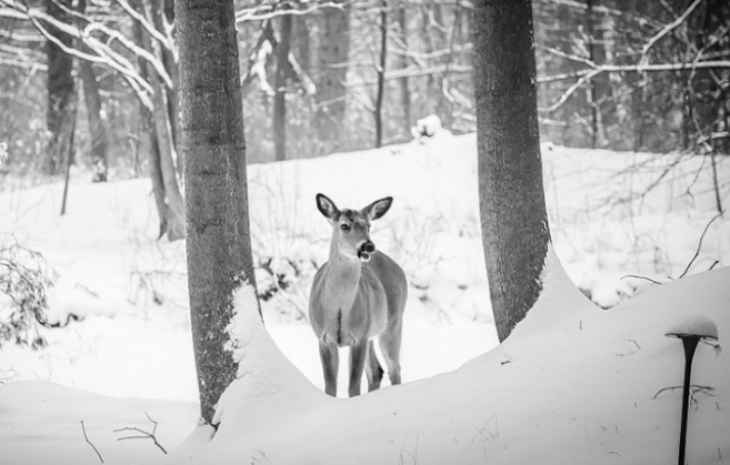 Jagdverbot in Bognanco: "Schüsse auf die Tiere vom Dorfzentrum“