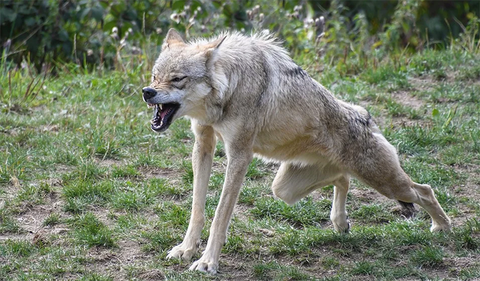 Die Anzahl von den Wölfen in den Bergen der Provinz Vco steigt, Hilferuf der Züchter
