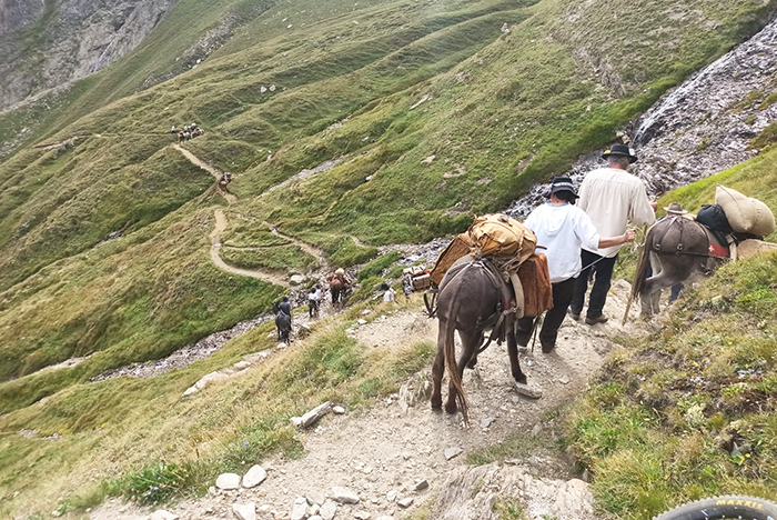 Die Gewandtheit der Pferde der Sbrinz Route: Die Karawane ist in Domodossola eingetroffen