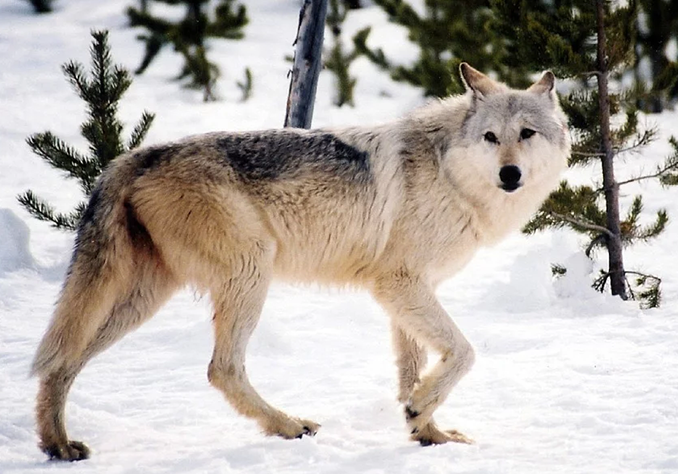 Wölfe und Bären: die Zuchttiere der Alpen müssen beschützt werden 