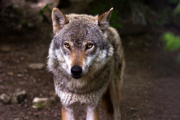 Wolf: es sind 11 die sicheren Exemplare in der Provinz VCO, 320 in Piemont
