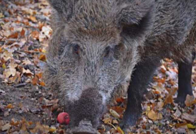 Afrikanische Schweinepest: 78 Gemeinde im Piemont sind einbezogen