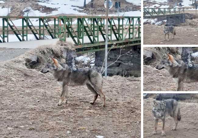 lupo cascata toce images articles vco ossola 2022 marzo thumb medium650 0