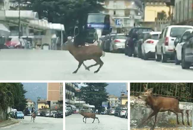 cervo domo mix ott 18