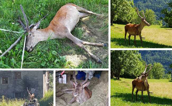 Der in ganz Italien berühmte Hirsch Gustavo, Symbol von Trasquera, ist nicht mehr